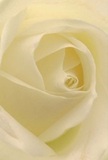 You are drawn into the tender heart of a cream-white rose, its petals spiraling open in gentle succession, each one paper-soft yet full of unmistakable presence. Crafted by a florist deeply rooted in Bow, the arrangement feels intimate and sincere, much like quiet mornings along Grove Hall Park. Each petal, illuminated by soft, diffuse daylight, reveals a delicate texture-smooth as silk, whisper-light, and adorned with subtle veins hinting at the flower's natural wisdom. Gentle shadows curl beneath the ivory folds, adding a touch of drama that balances serenity with depth. The atmosphere is one of peace and reflection, ideal for honoring moments of sympathy, admiration, or celebrating a fresh new start in E3. Imagined as possessing a mellow, understated fragrance, the rose seems to infuse the space with comfort and hope. The close perspective allows you to experience not just the visual details, but the emotion and thoughtfulness behind every element-a true testament to Bow's tradition of meaningful, artisan floral design, perfect for delivery throughout the local neighbourhood.